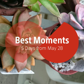 今月の多肉ばかりムービーの画像