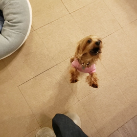 チュロスくんお散歩だいすき！の画像