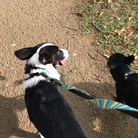 ♪お散歩動画♪代々木公園♪の画像