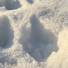 卒業おめでとう！の画像