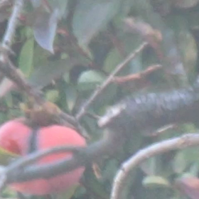 メジロの動画の画像