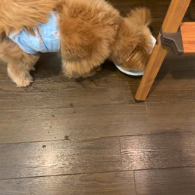 郷に入っては郷に従うの画像