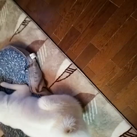 秋田犬の眞白と保護犬の菊姫ちゃんの画像