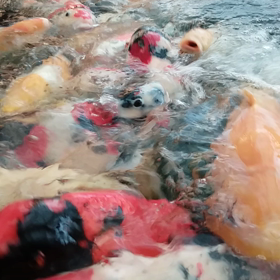 これもうしぞうの画像