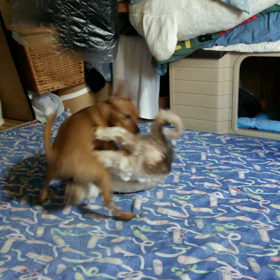 バトル⁉の画像