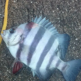 本日の釣果 ちびさんばそう ちびかわはぎ ちゃりこ 浜名湖の画像