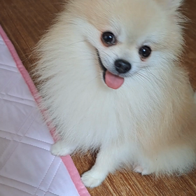 つばさ君の画像