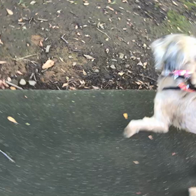 ♪お散歩動画♪砧公園♪の画像