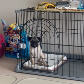 寝不足とそうめんとパグの画像