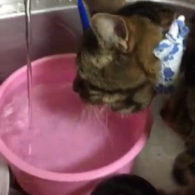 うり(93)  傷口に使っていたガーゼ 3/27の画像