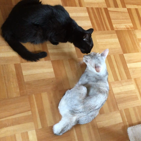 クロちゃんとバニちゃんの画像