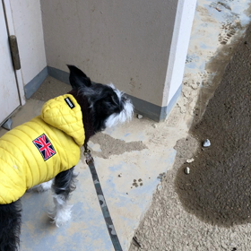 壁伝い歩き再びの画像