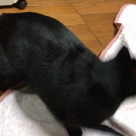 遊びのスタミナの画像