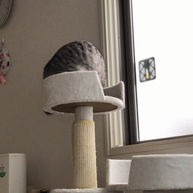 やめてwww(>_<)の画像