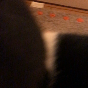 脱皮大魔王…きんとんという新種の画像