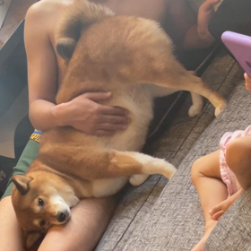 主張の強い犬の画像