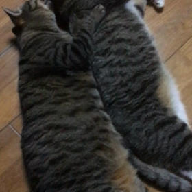 面倒見の良いもみじさんの画像