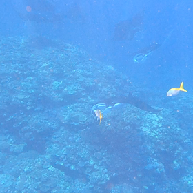 石垣島マンタ！海人石垣島の画像