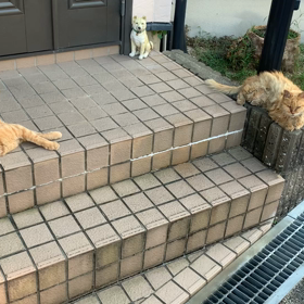 ねこ　くーちゃん手術の画像