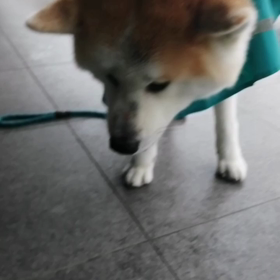 えっ～‼️又々雨☔‼️昨日はBSのサブチャンネルでロッテ佐々木投手の漫画みたいな快投見た飼い主の画像