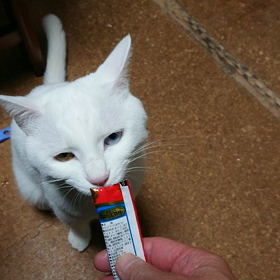 最近のノア君の画像