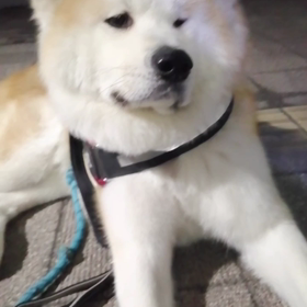 未来丸は元気に朝散歩終了‼️飼い主2度目の◯◯落とし物‼️気がついてバイクで一回りするも、見つかの画像