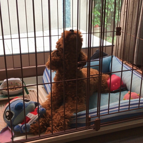 エーデルワイスとエアロの画像