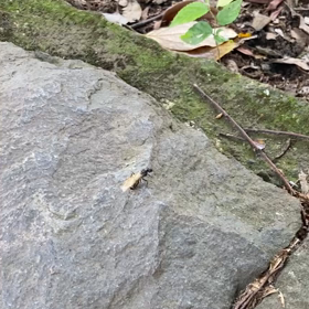 女王アリの画像