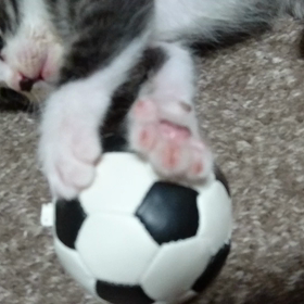 新しい家族。の画像