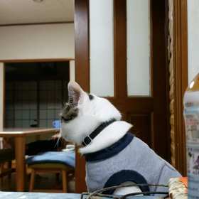 見てないと思うなよの画像