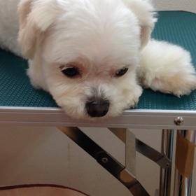 動画《テスト》くるるちゃんの画像