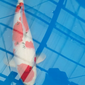 オス！？の画像