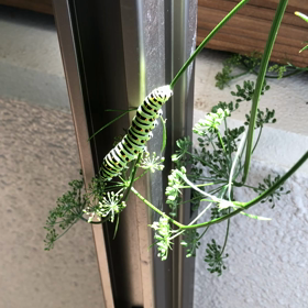 キアゲハの幼虫が我が家に来た〜の画像