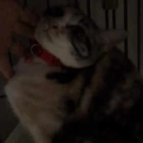 咲良ちゃんも人馴れラストスパート！の画像