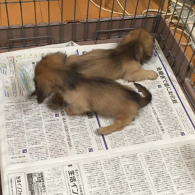 うさぎちゃんの画像