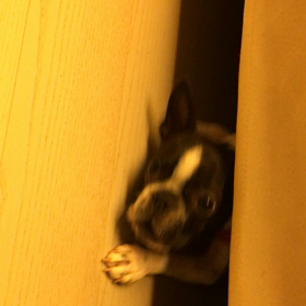 ブルのかくれんぼの画像