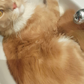 シンバ！の画像