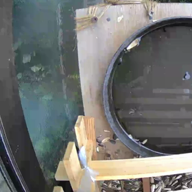 すぎぴたんの事件簿シーズン2　330話（ヤマガラのぞき）の画像