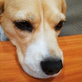 本日在宅につきの画像