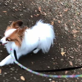 ♪お散歩動画♪代々木公園♪の画像