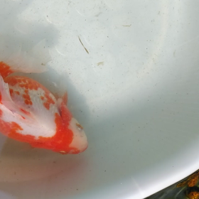 土佐錦魚の画像