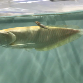 アルビノシルバーとダトニオ捕食シーン(^^)の画像