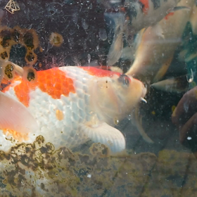 マド水槽の画像