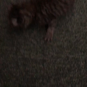 家族がふえるの画像