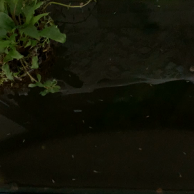 ぼぼ孵化の画像