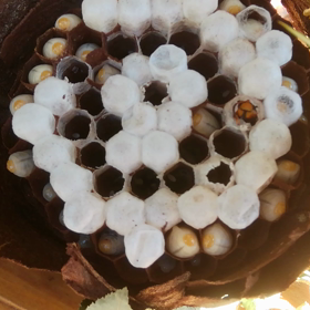 自由研究キイロスズメバチが産まれた！？の画像