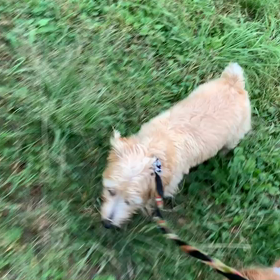 9月20日10わんこと1時間遠足  代々木公園の画像