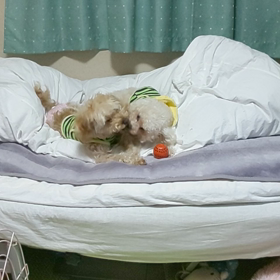 じゃれあい中❗の画像