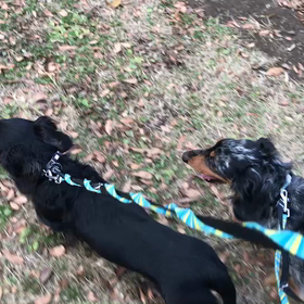 ♪お散歩動画♪代々木公園♪の画像