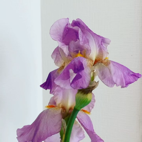 アイリスの花の妖精の画像